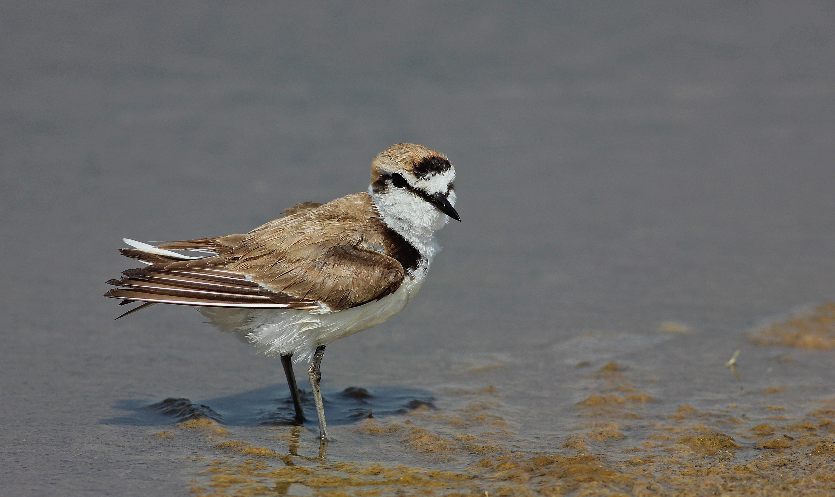 Kentish Plover